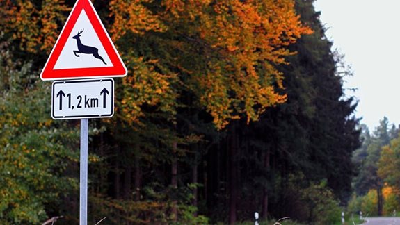 Verkehrsschild Achtung Wildwechsel